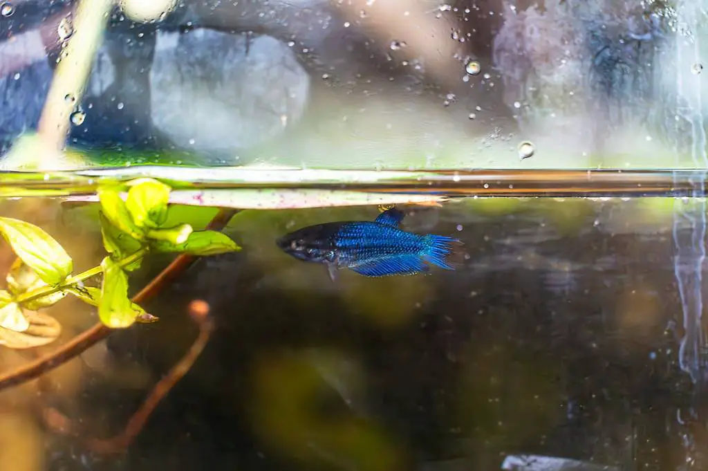 Kampffisch Junges blauer Crowntail