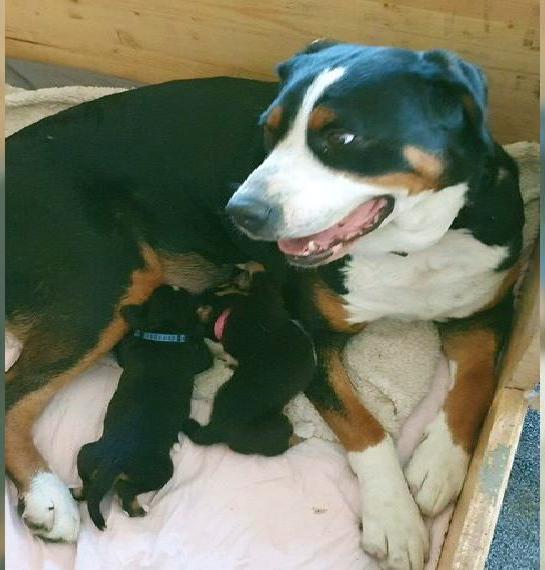 Grosse Schweizersennenhund Welpen