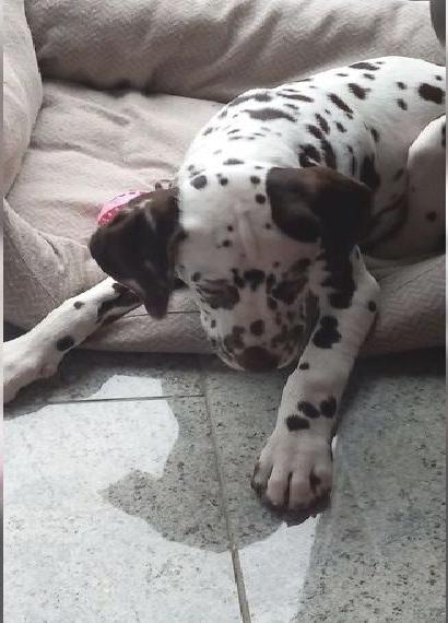 Dalmatiner Welpen Rüden *abgabebereit* weiss-braun