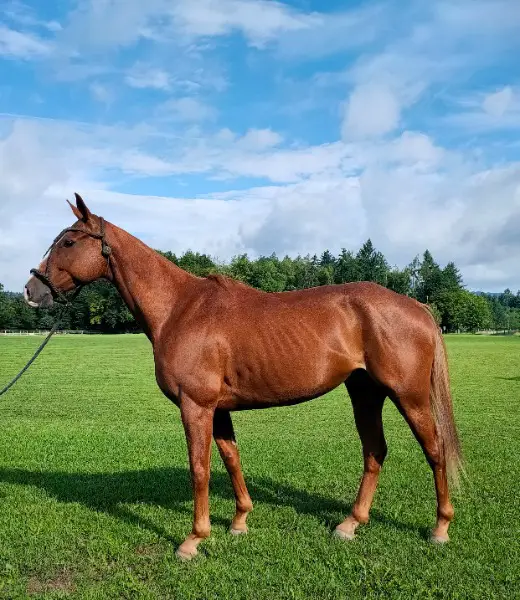9 Jähriger Polo Pony Wallach sucht schönes Plätzchen