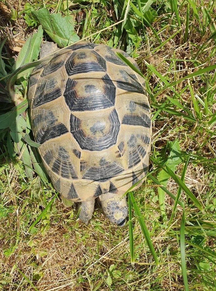 Maurische Landschildkröten adult, 3 Tiere weiblich