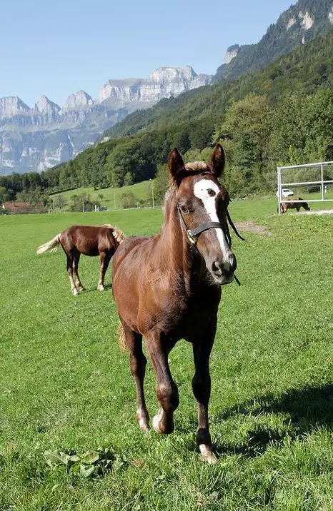 Kleine Fohlen Aufzucht / Zuchtstutenplätze