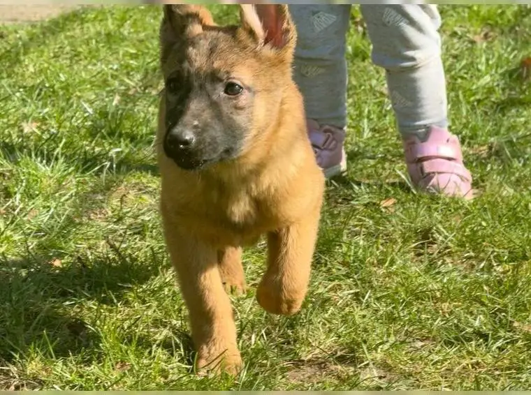 Liebe Malinois Welpen abzugeben