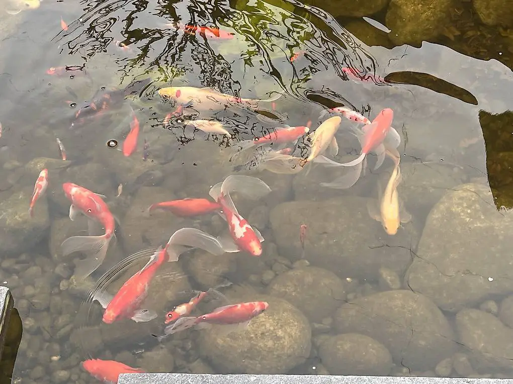 junge Teichfische gratis abzugeben