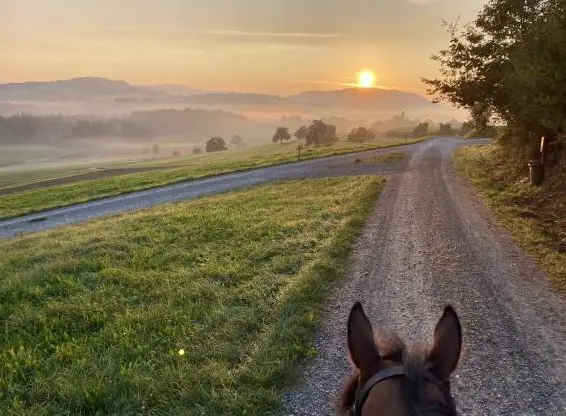 Horse Trauma Healing