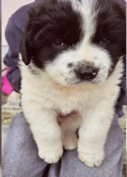 Bulgarische Schäferhunde Karakatschan Welpen