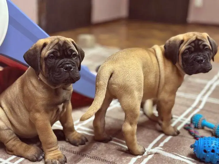 Bullmastiff Welpenplannung Frühling und Herbst