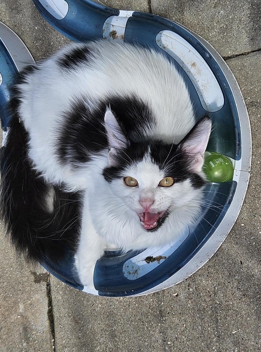 Maine Coon Kitten, Katerli mit Stammbaum