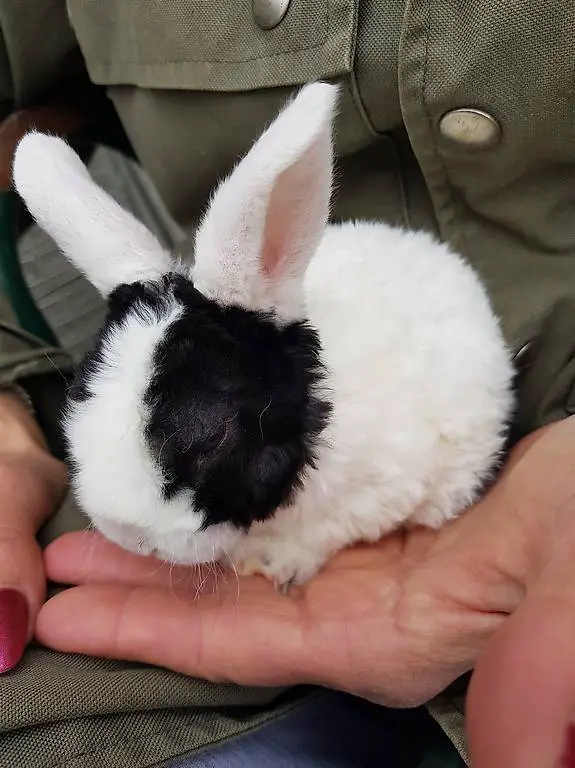 Zwerg-Rexwidder- Kaninchen