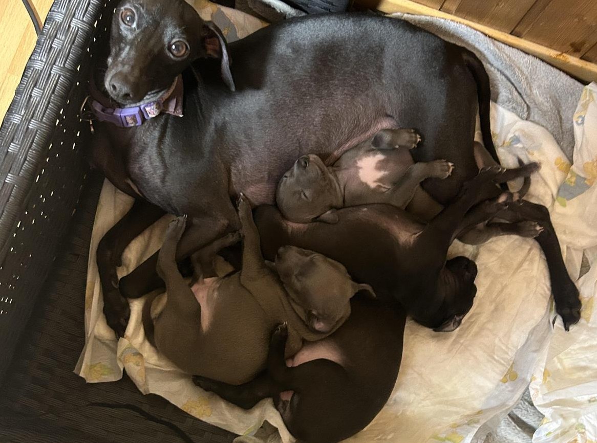 Italienisches Windspiel Welpen suchen Bestplatz