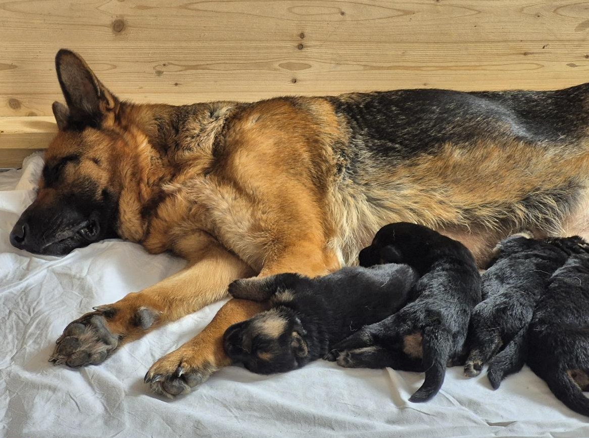 Deutsche Schäferhund Welpen zu verkaufen