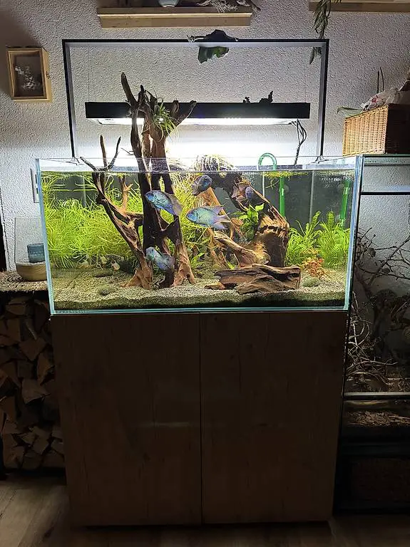 Aquarium Aquael mit Barsche