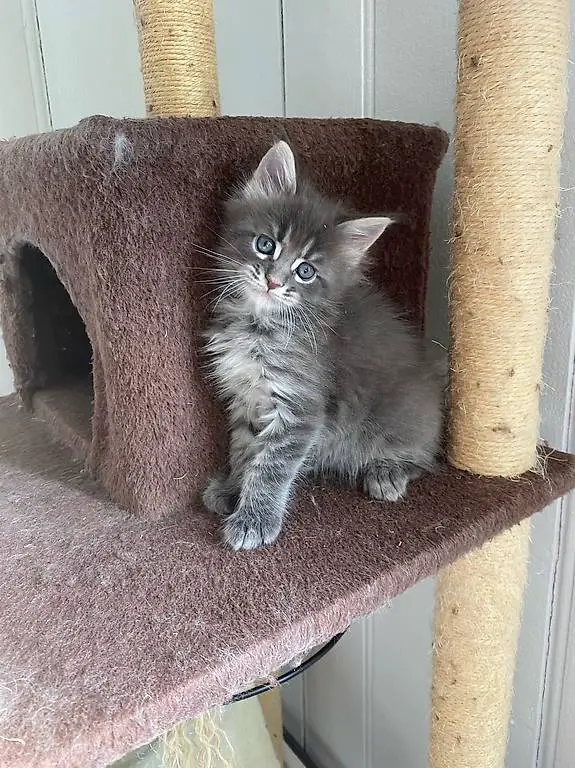 Maine Coon Kitten