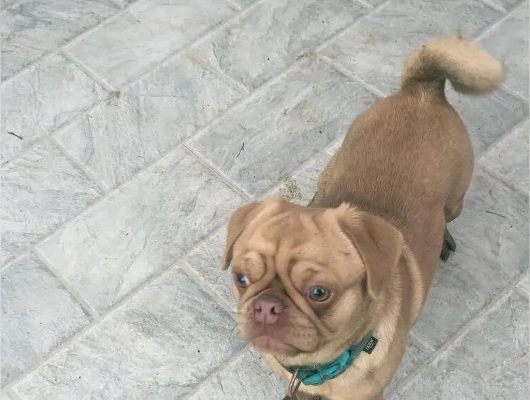 Altdeutscher Mops Rüde Erwachsen