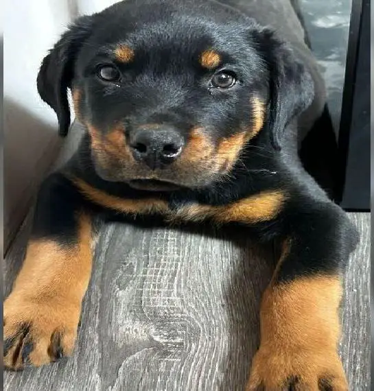 Reinrassige Rottweiler Welpen