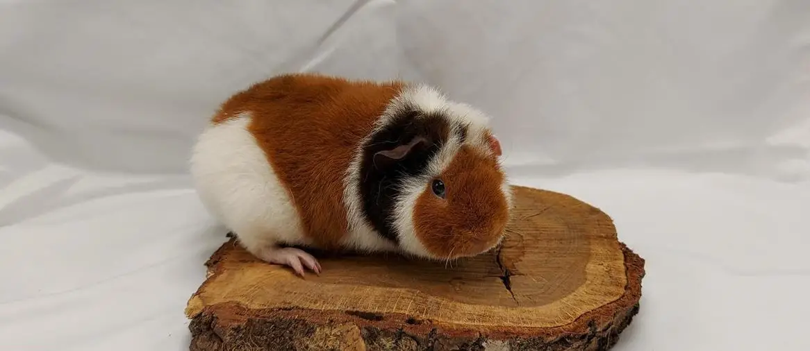 Süsse US-Teddy Meerschweinchen abzugeben