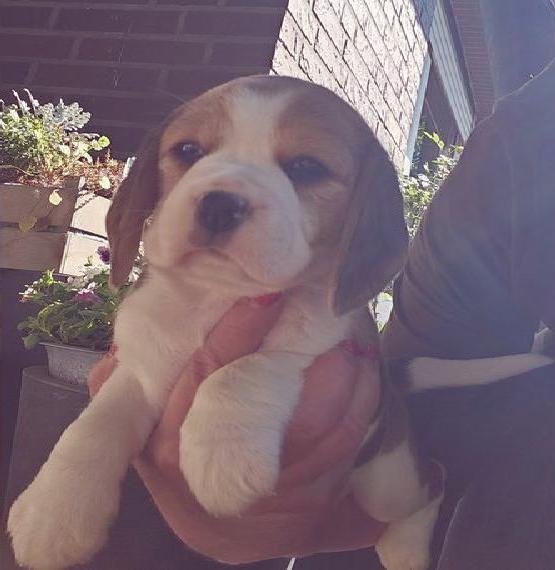 Typvolle Beagle Welpen...mit Ahnentafel aus FCI-Abstammung...suchen...