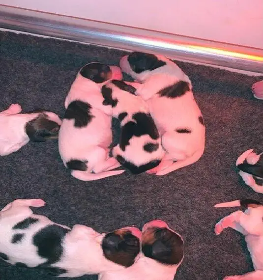 Welpen aus bester Abstammung mit FCI Stammbaum.