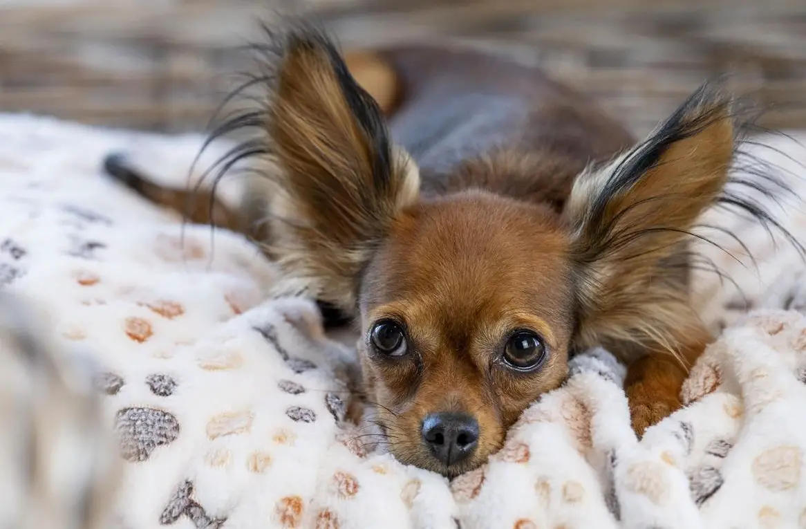 Russkiy Toy Welpen mit Stammbaum | Wurfplanung