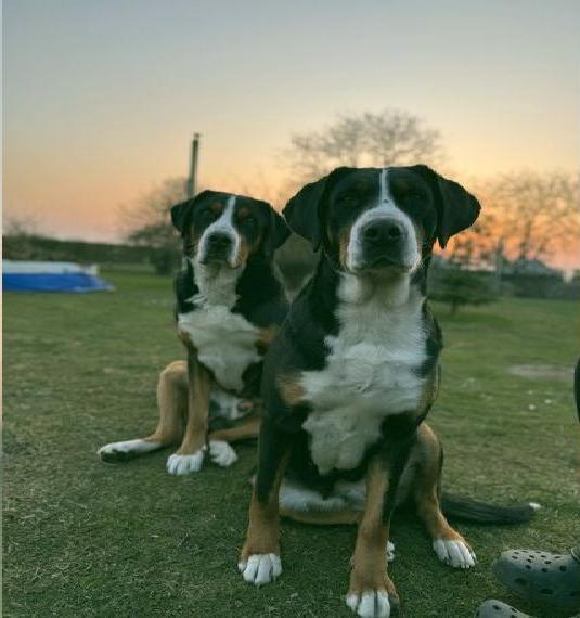 Grosser Schweizer Sennenhunde