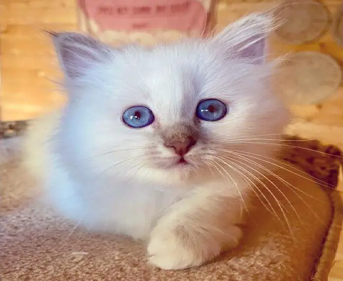 Heilige Birma Kitten mit Stammbaum