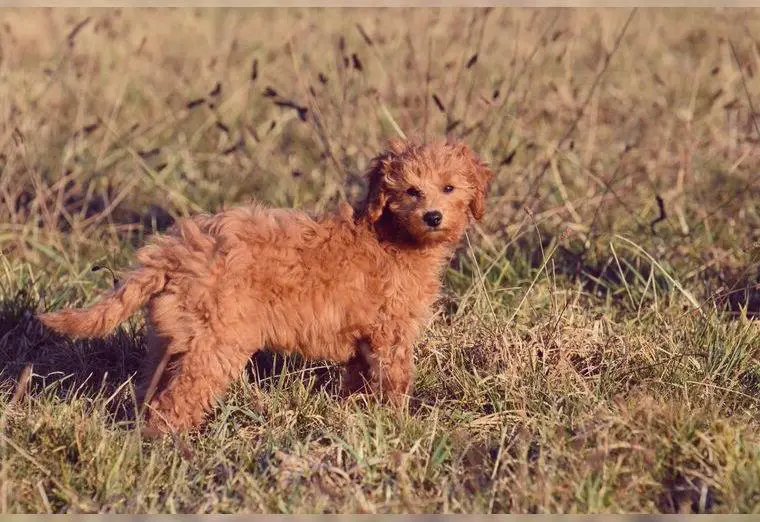 Zauberhaftes Mini Aussie Doodle f1b Mädchen ähnlich: Doodle, Labradoodle, Goldendoodle, Pudel