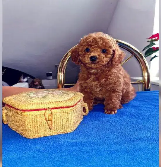 Zwerg und Toypudel Welpen FCI