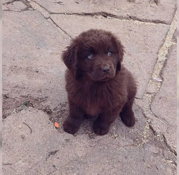 Neufundländer welpen