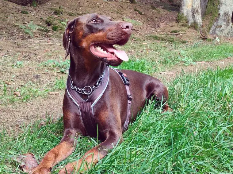 Reinrassige Dobermann Welpen mit Ahnentafel D-Wurf in Erwartung