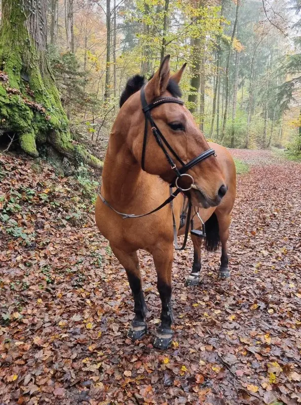 Verkaufe Pony mix Stute, 17-jährig