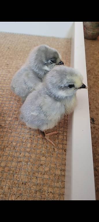 Lavender araucana küken