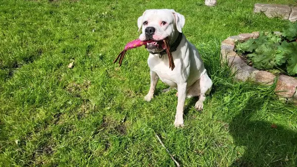 Deutscher Boxer Rüde vier Jahre alt abzugeben
