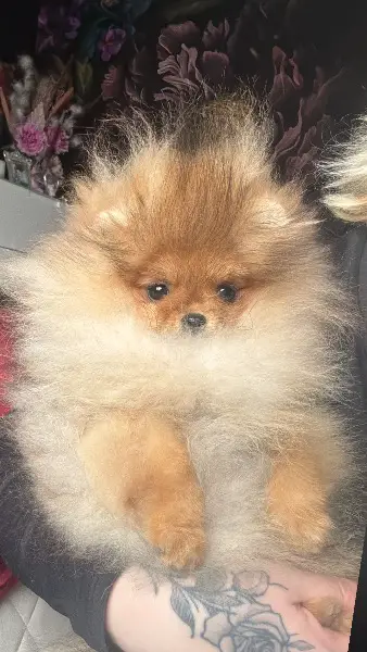 Pomeranian zwergspitz Rüde