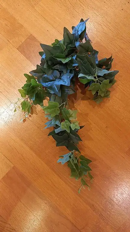 Efeuranken für die Innendekoration.