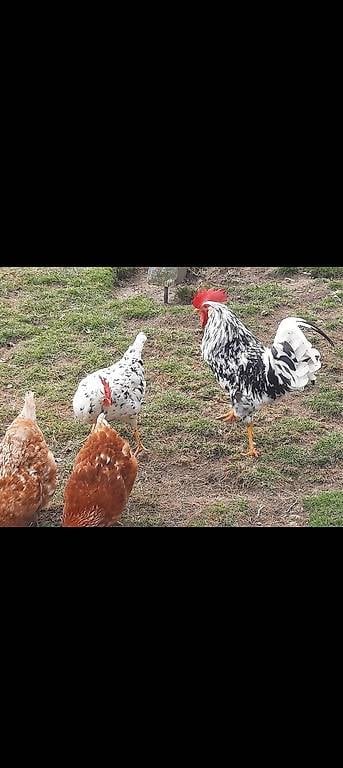 Bruteier Exchequer Hühner