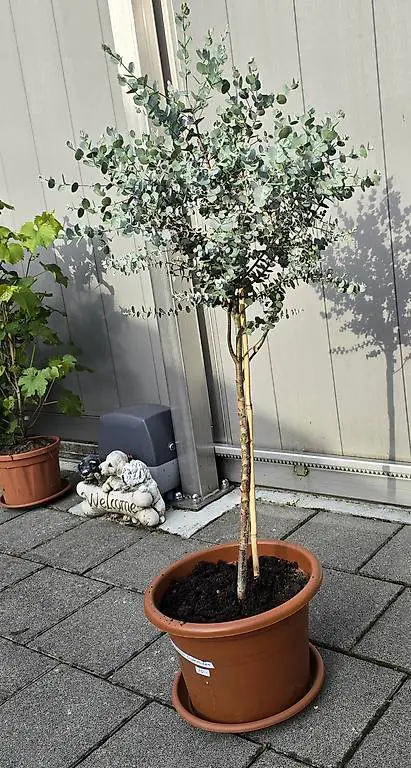 Eukalyptus Stämmchen/ für Garten oder Terrasse.