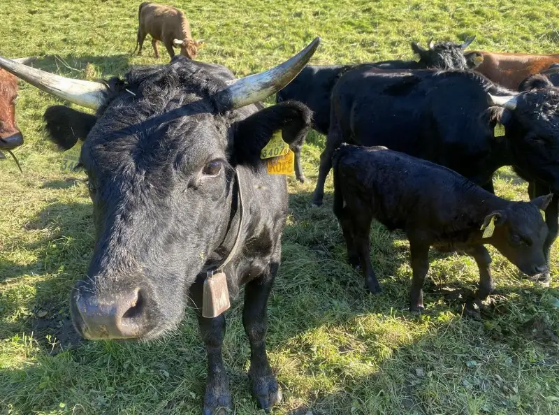 Dexter Kuh mit Kalb zu verkaufen