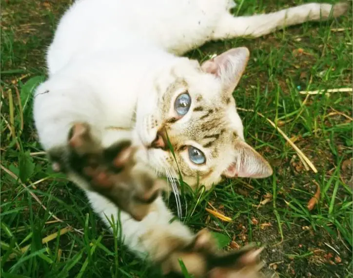 Grosser Thaikater, traditionelle Siam, Thaikatze