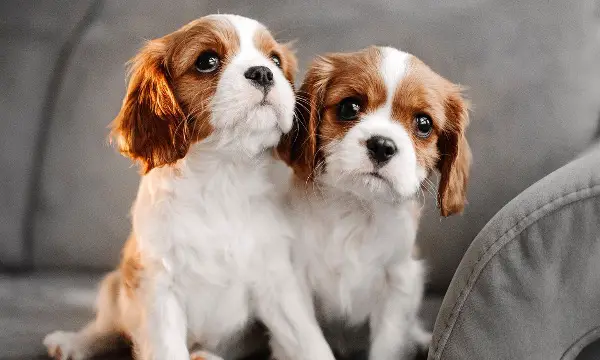 Reinrassige Cavalier King Charles Spaniel Welpen
