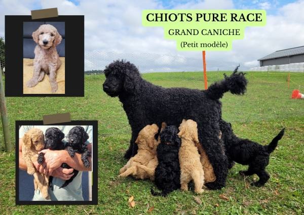 Portée de Grands Caniches (petit modèle)