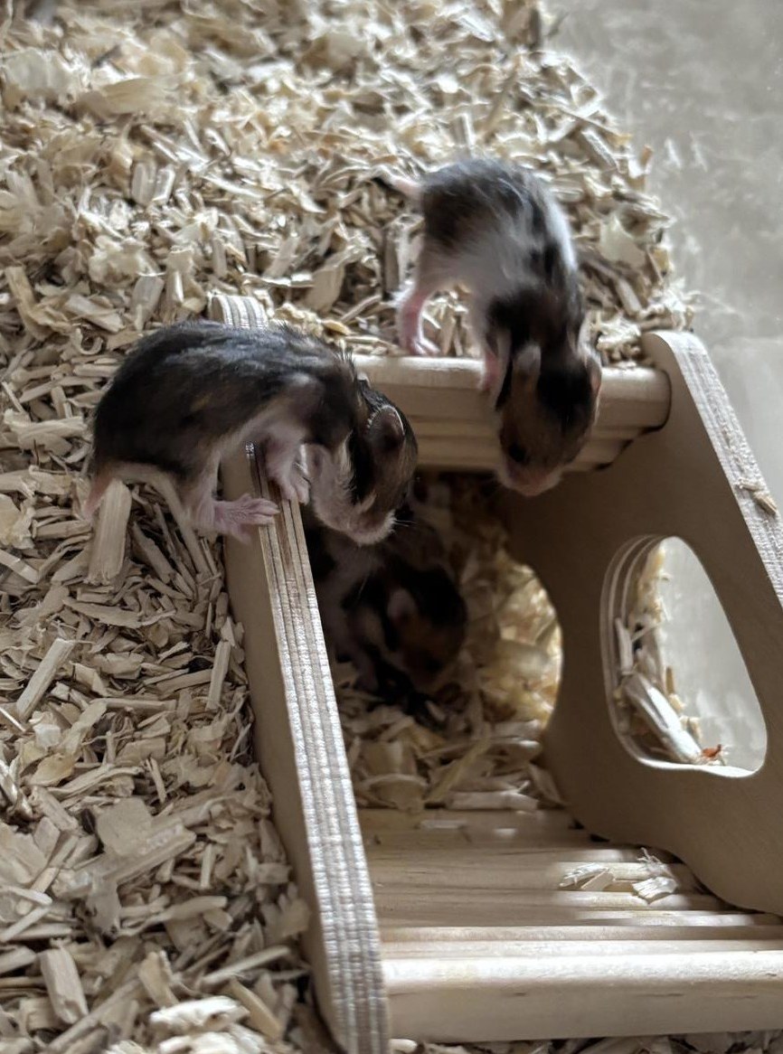 Teddyhamster Babys suchen ein Zuhause