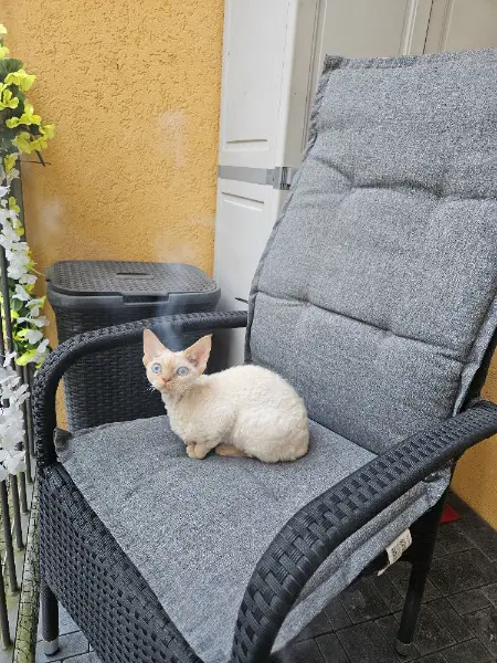 devon rex / cornisch rex kitten
