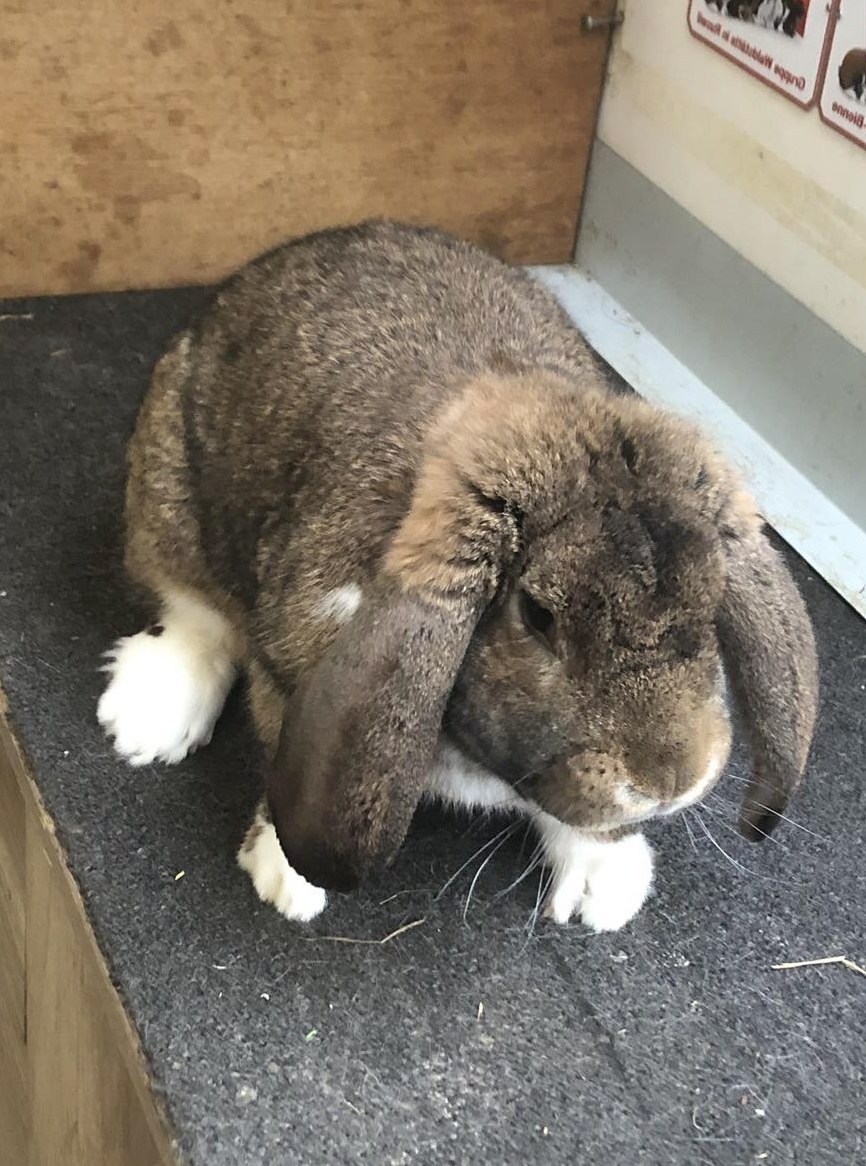 Französisch Widder Kaninchen, Rammler