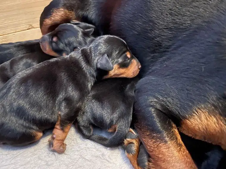 Zwergpinscher Welpen vom Züchter