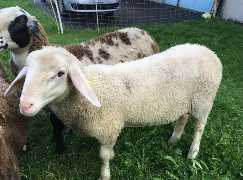 Schafböckli (Kreuzung mit Milchschaf) zu verkaufen