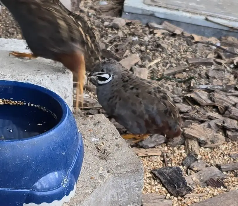 3 Zwergwachtel Hähne abzugeben