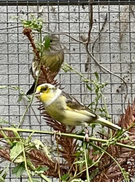 Kanarienvogel &Zwergwachtel