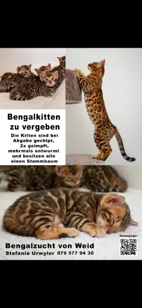 Bengalkitten zu vergeben