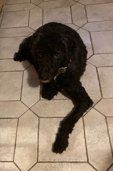 Lagotto-Doodle Hündin sucht sein Glück