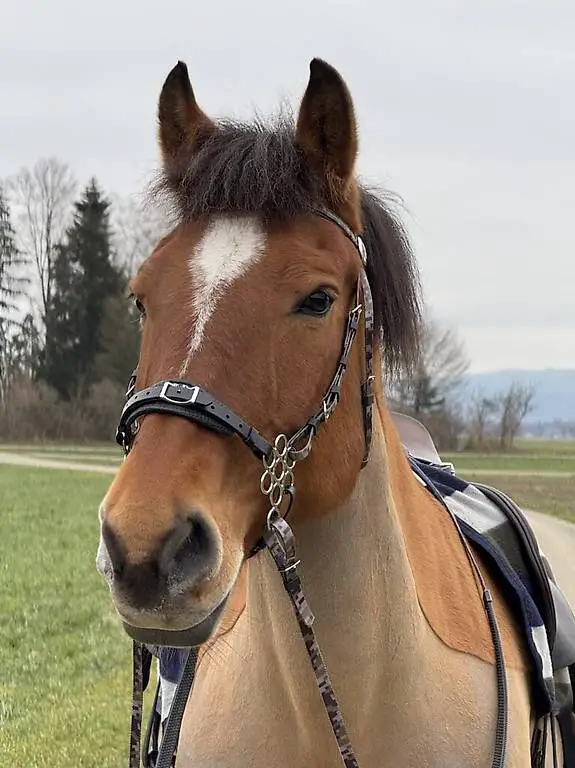 Zilco Blumen Hackamore mit Schenkel